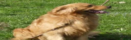 Golden Retriever cani per accoppiamento: Golden retriever maschio americano - Annuncio 3