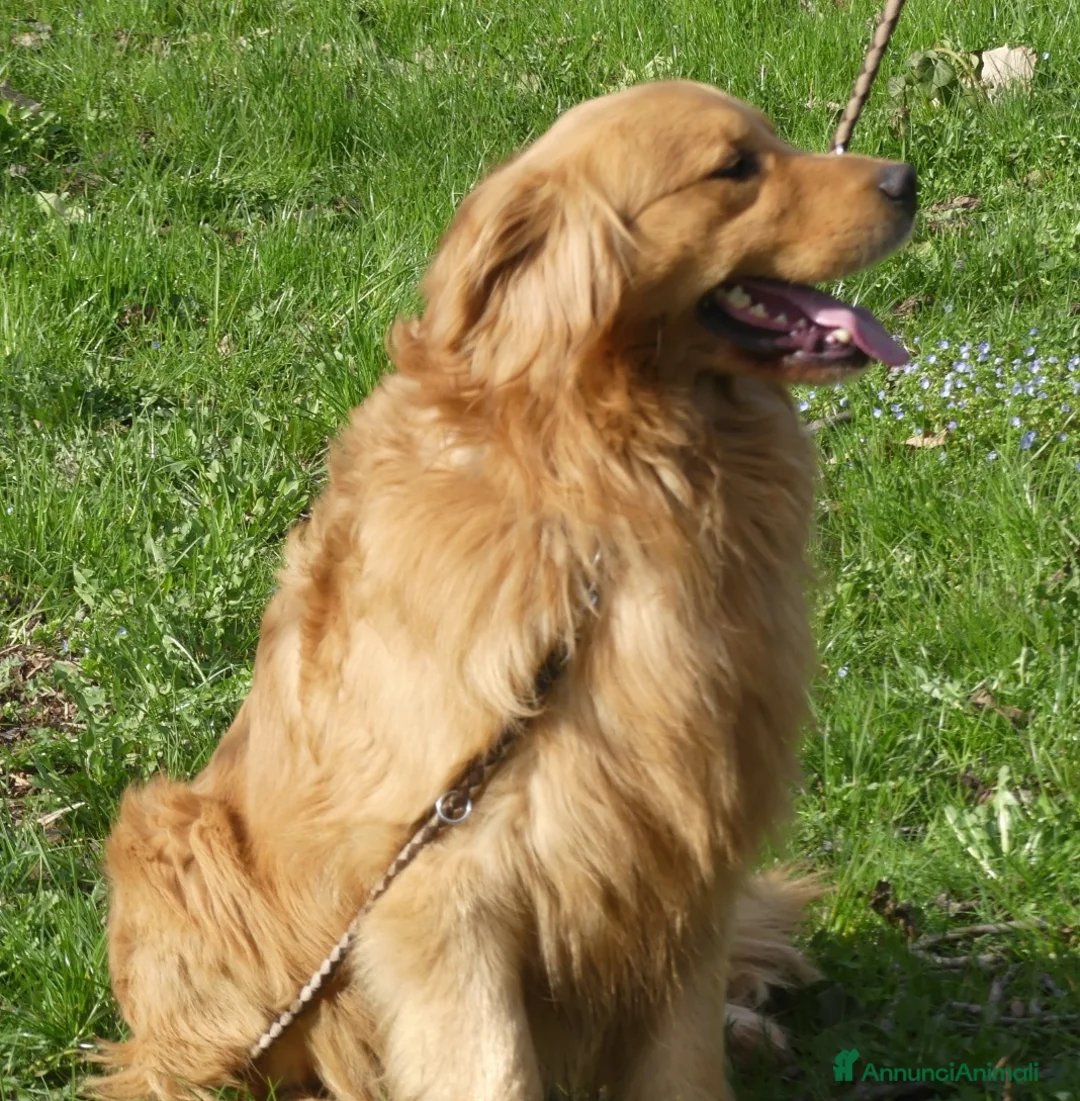 Golden Retriever cani per accoppiamento: Golden retriever maschio americano - Annuncio 3