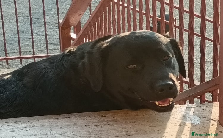Labrador cani a Provincia di Cosenza - Annuncio 14