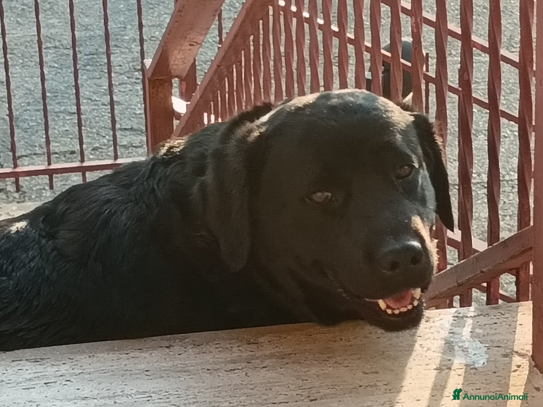 Labrador cani in regalo: Regalo Labrador  a Provincia di Cosenza - Immagine 1