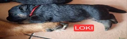 Pastore Tedesco cani in vendita: cuccioli pastore tedesco alta genealogia a Provincia di Varese - Annuncio 7