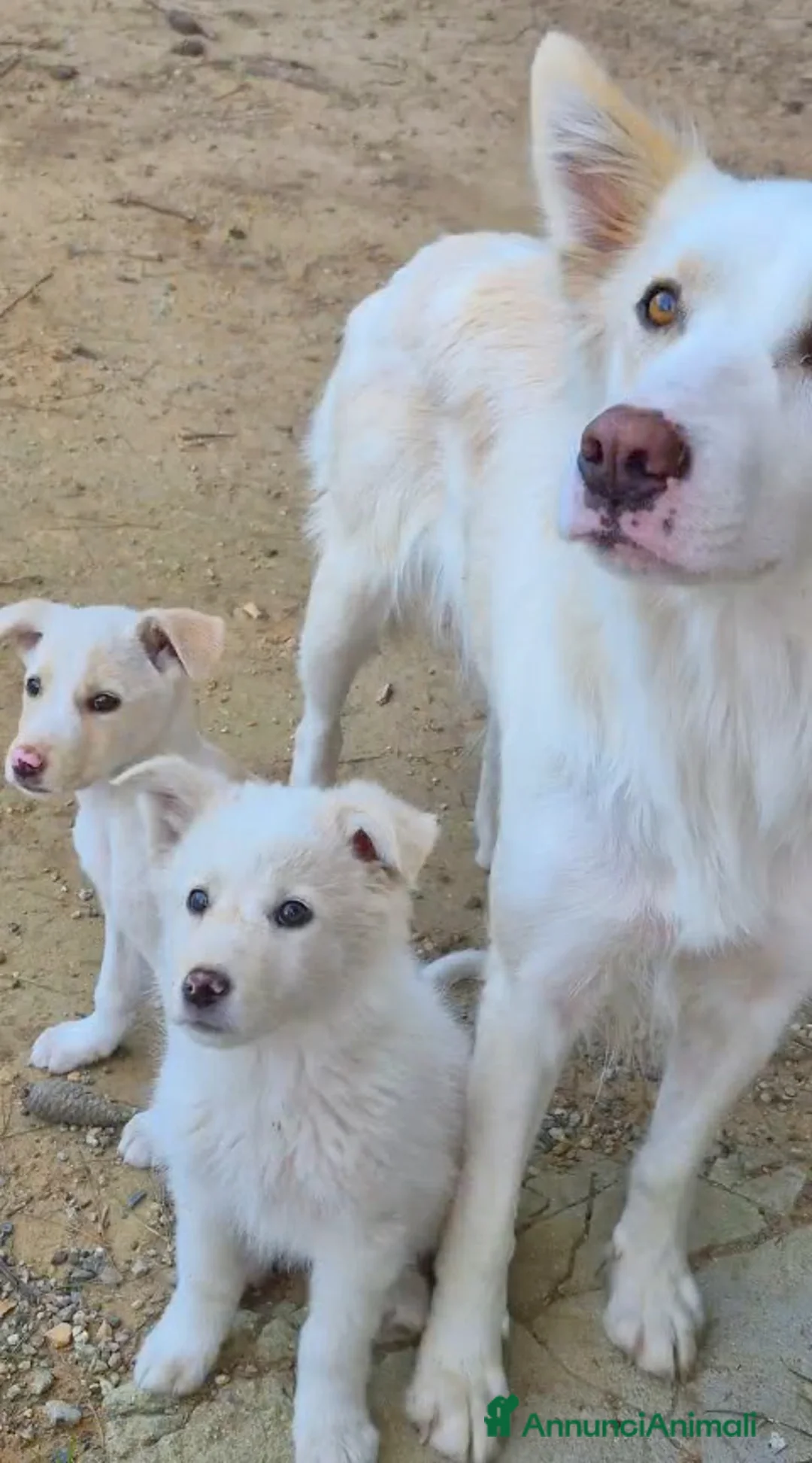 Meticcio cani in regalo: Barbie  cucciola di 3 mesi si trova a Parma  - Annuncio 2