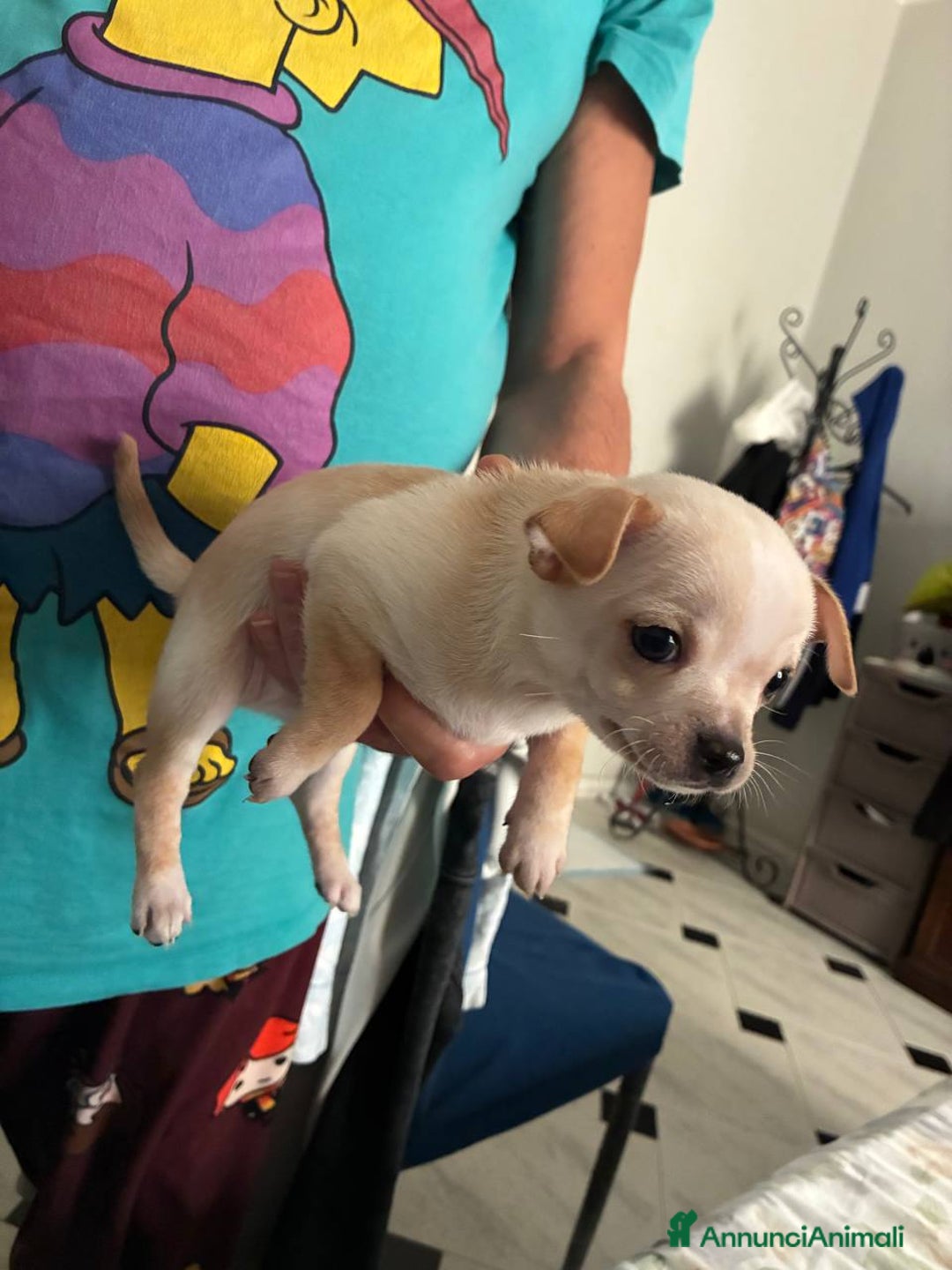 Chihuahua cani in vendita: Chihuahua una femmina e un maschio - Annuncio 5
