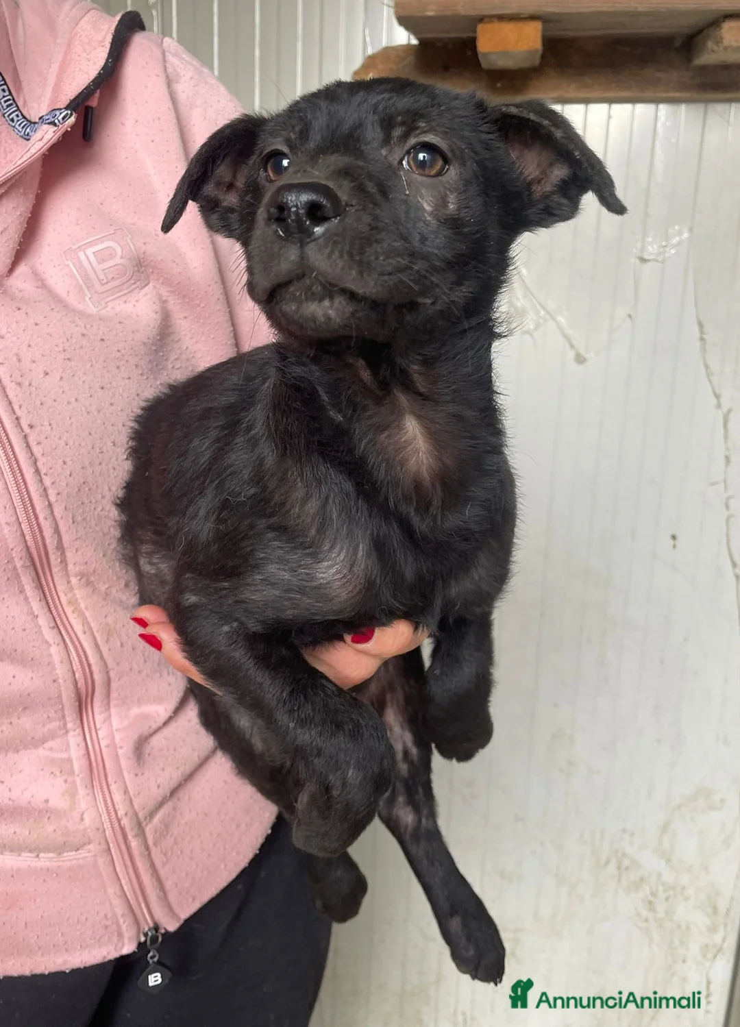 Meticcio cani in regalo: IL TENERISSIMO ALVIN - Annuncio 1