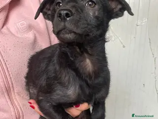 Meticcio cani IL TENERISSIMO ALVIN - Annuncio 1