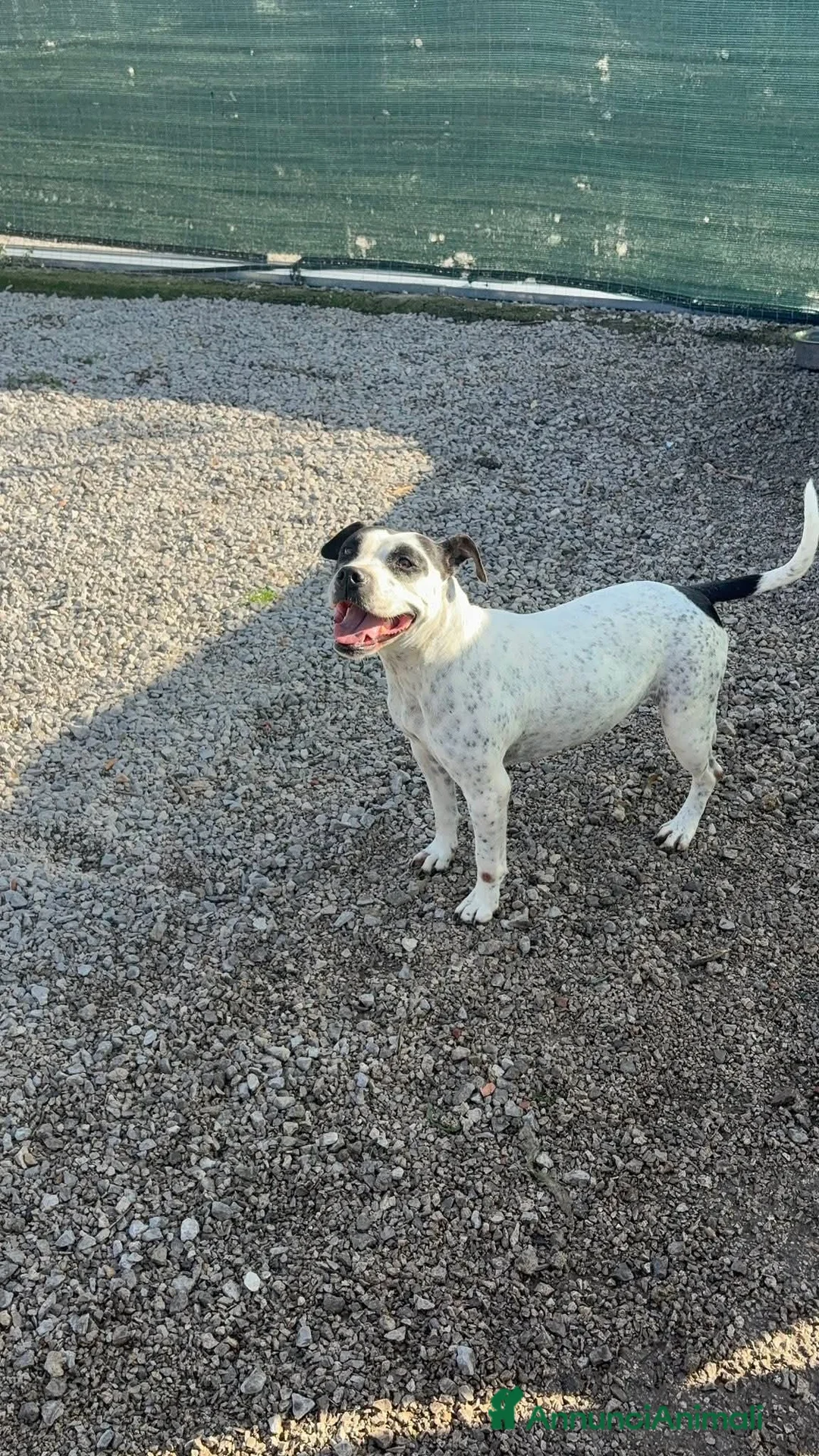 Altre razze cani in regalo: Desy solo 2 anni, mollossina taglia contenuta  - Annuncio 7