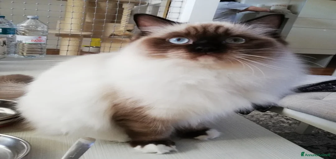 Immagine della galleria {{count}}