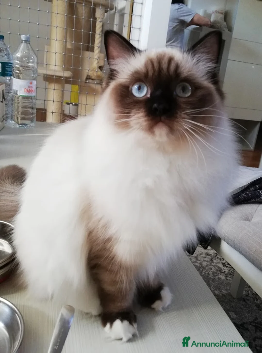 Immagine della galleria {{count}}