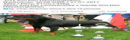 Rottweiler cani in vendita: Allevamento Rottweiler  - Annuncio 16