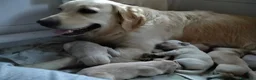 Golden Retriever cani in vendita: Splendidi cuccioli di golden retriever - Annuncio 1