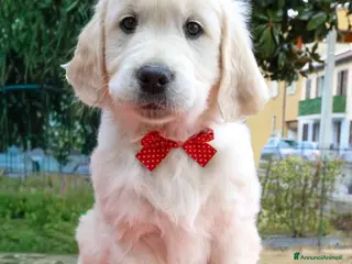 Golden Retriever cani Cuccioli di Golden Retriever - Annuncio 14