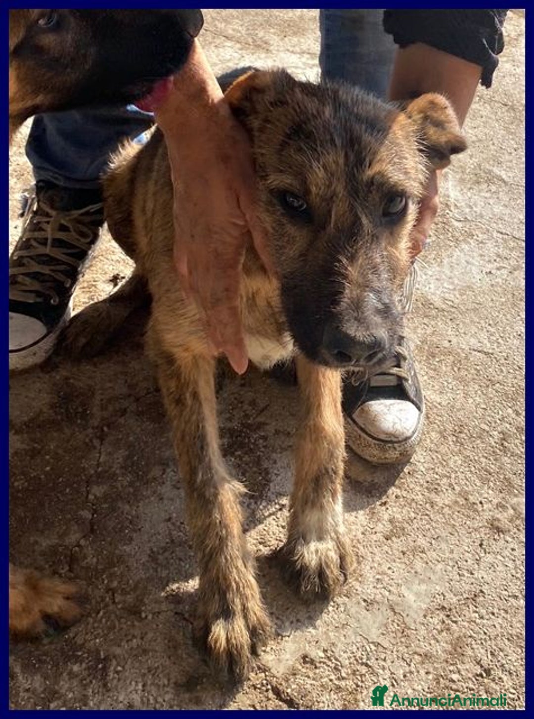 Meticcio cani in regalo: BRISTOL 3anni in cerca di casa e amore - Annuncio 3