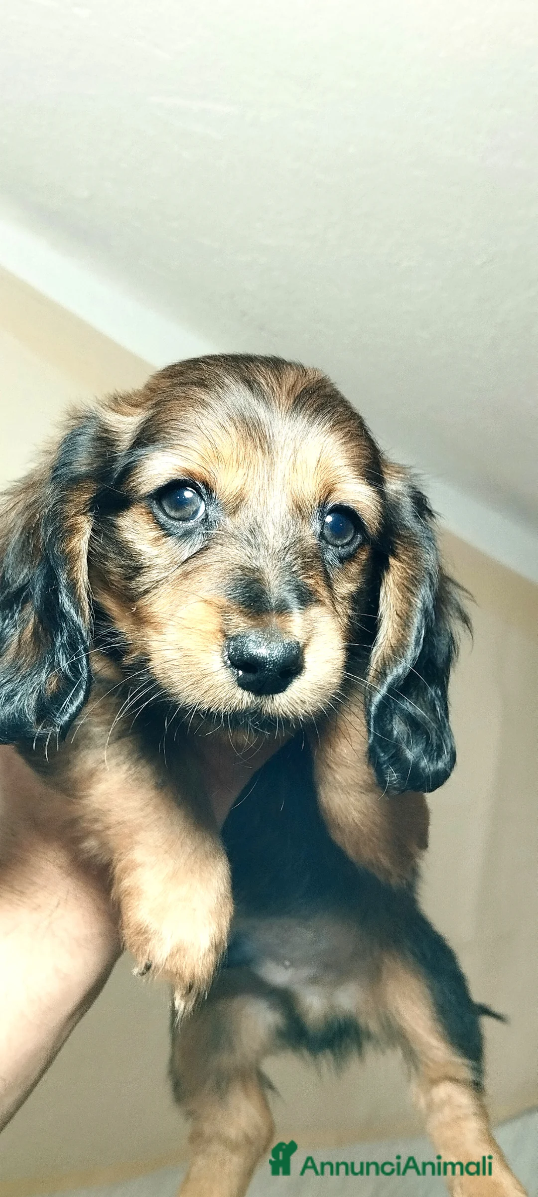 Bassotto cani in vendita: Bassotto  - Annuncio 2