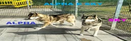 Husky cani in regalo: SKY ed ALPHA meravigliosi Husky - Annuncio 1