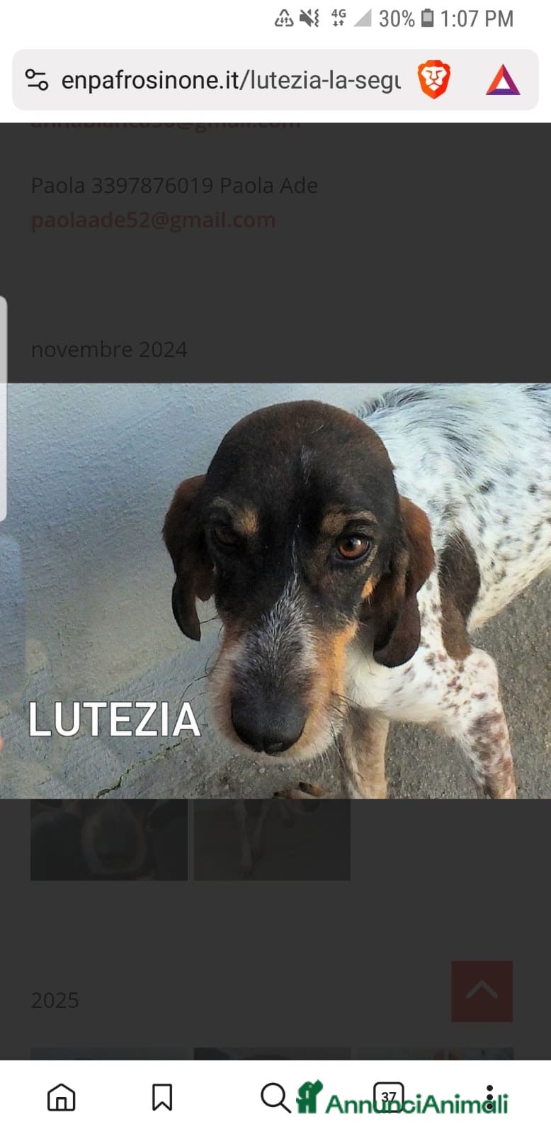 Segugio cani ADOZ.DEL CUORE: cacciatore di m** come sempre… - Annuncio 1