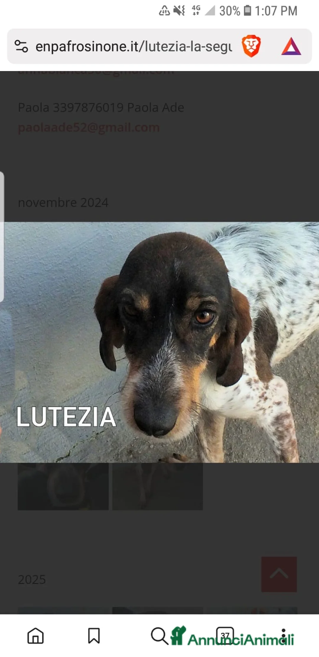 Segugio cani in regalo: ADOZ.DEL CUORE: cacciatore di m** come sempre… - Annuncio 1