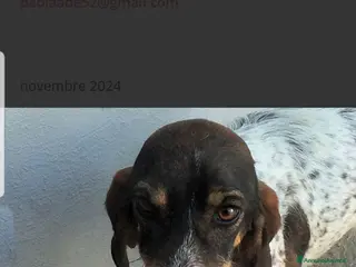 Segugio cani ADOZ.DEL CUORE: cacciatore di m** come sempre… - Annuncio 4