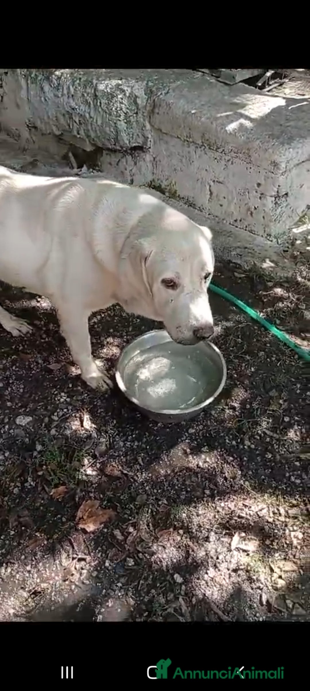 Labrador cani in regalo: Labrador puro 10anni mollato in canile anni fa.SUD - Annuncio 8
