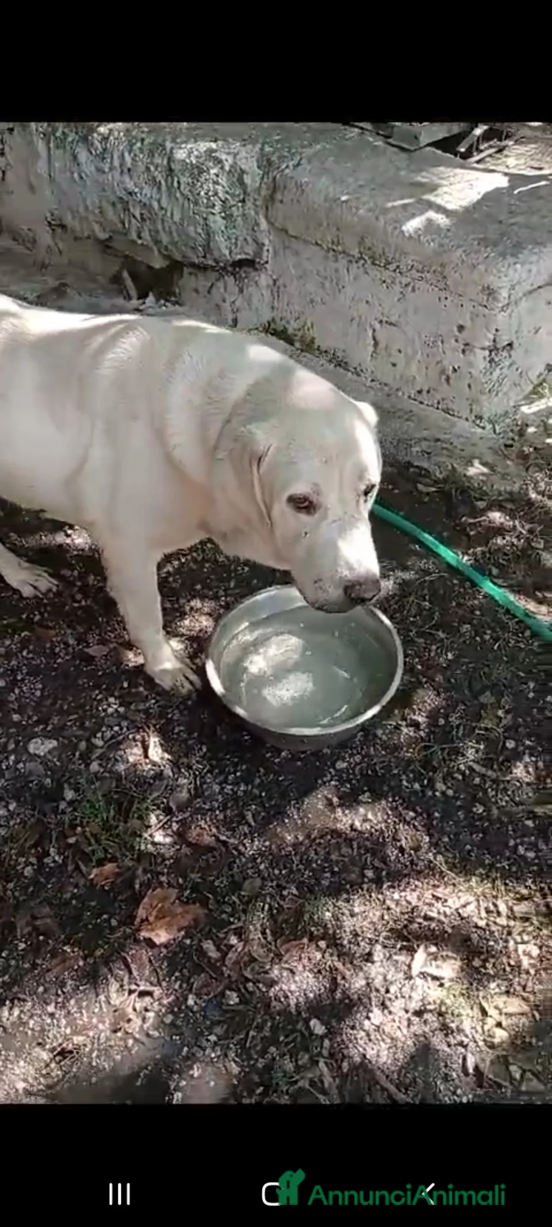 Labrador cani in regalo: Labrador puro 10anni mollato in canile anni fa.SUD - Annuncio 8