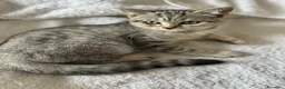 British gatti in vendita: Dolcissimo cucciolo British/Scottish tigrato - Annuncio 1