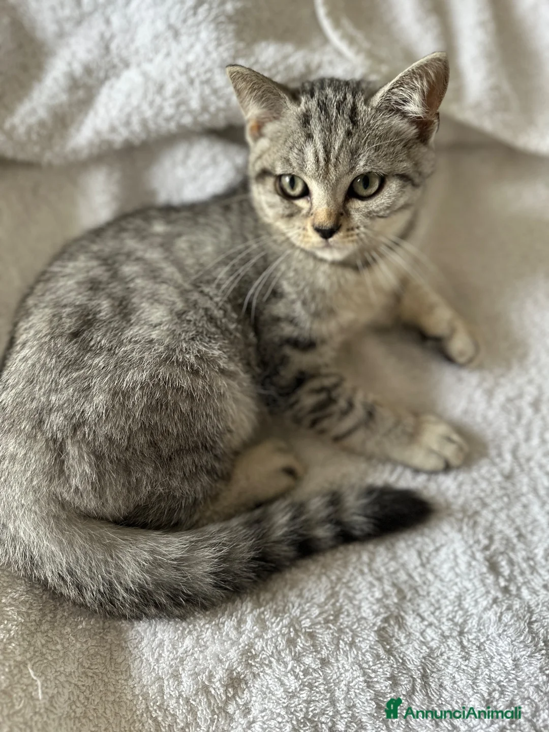 British gatti in vendita: Dolcissimo cucciolo British/Scottish tigrato - Annuncio 1