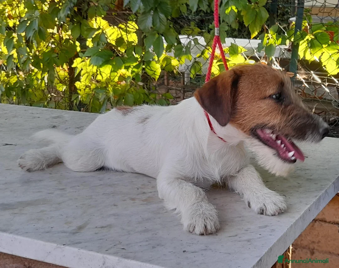 Jack Russell cani in vendita: Jack Russell Terrier Broken femmina  a Città metropolitana di Roma Capitale - Annuncio 6