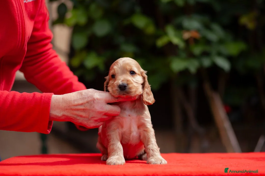 Cocker cani in vendita: Cucciolo maschio fulvo ottimo temperamento salute  - Annuncio 4