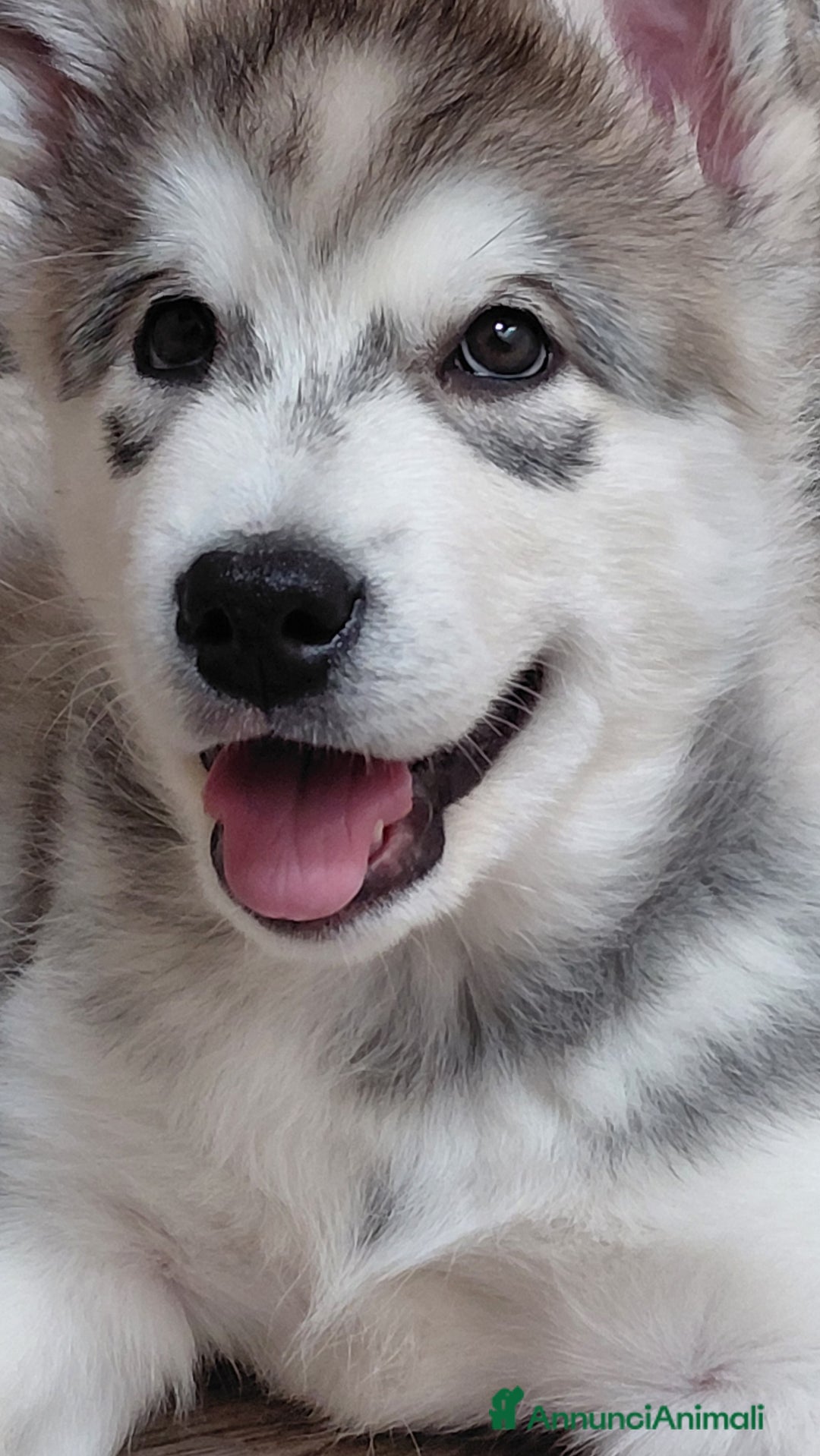 Alaskan Malamute cani in vendita: Cucciola di Alaskan Malamute - Annuncio 3