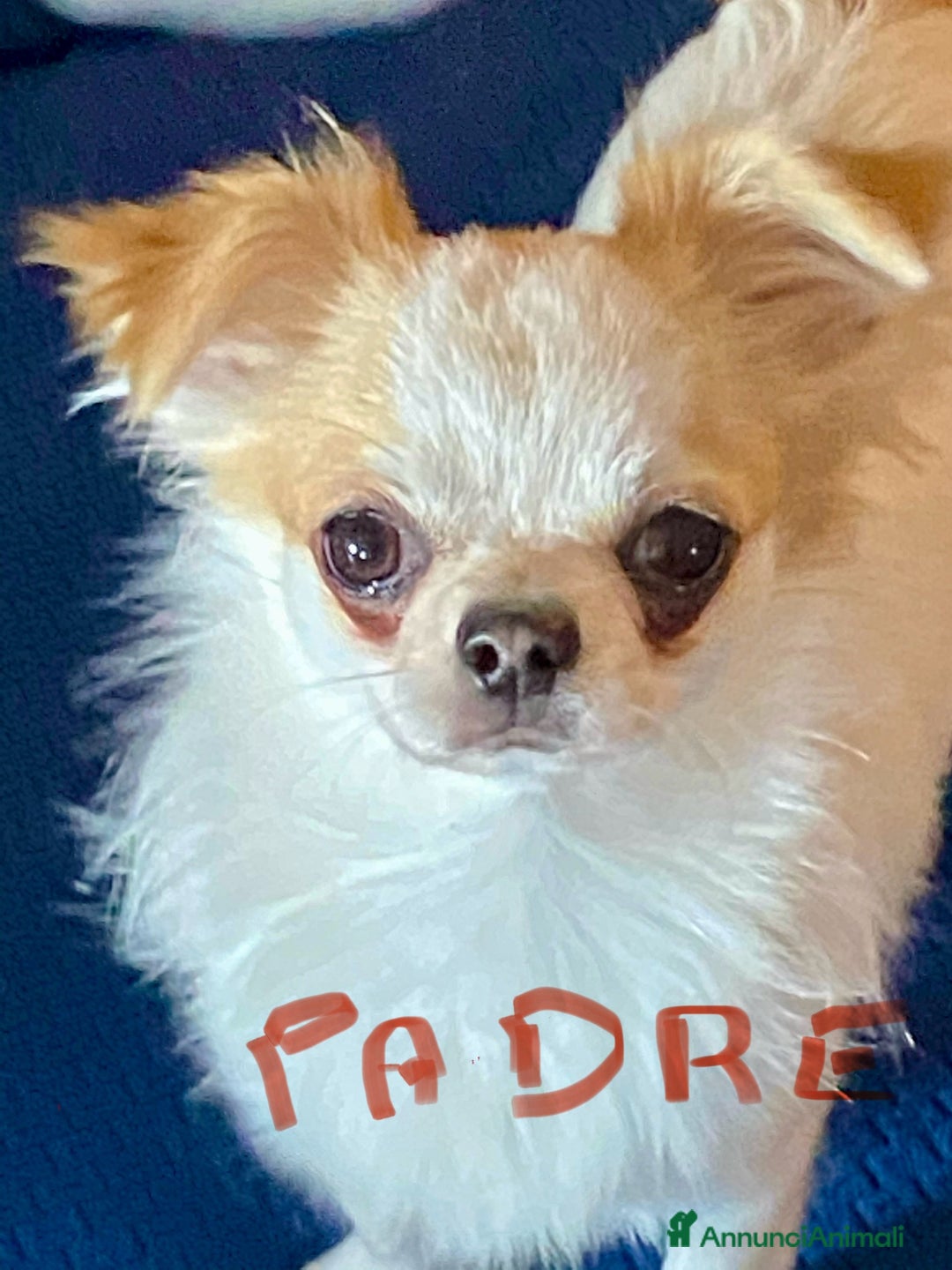 Chihuahua cani in vendita: Cuccioli Chihuahua con pedigree  - Annuncio 3