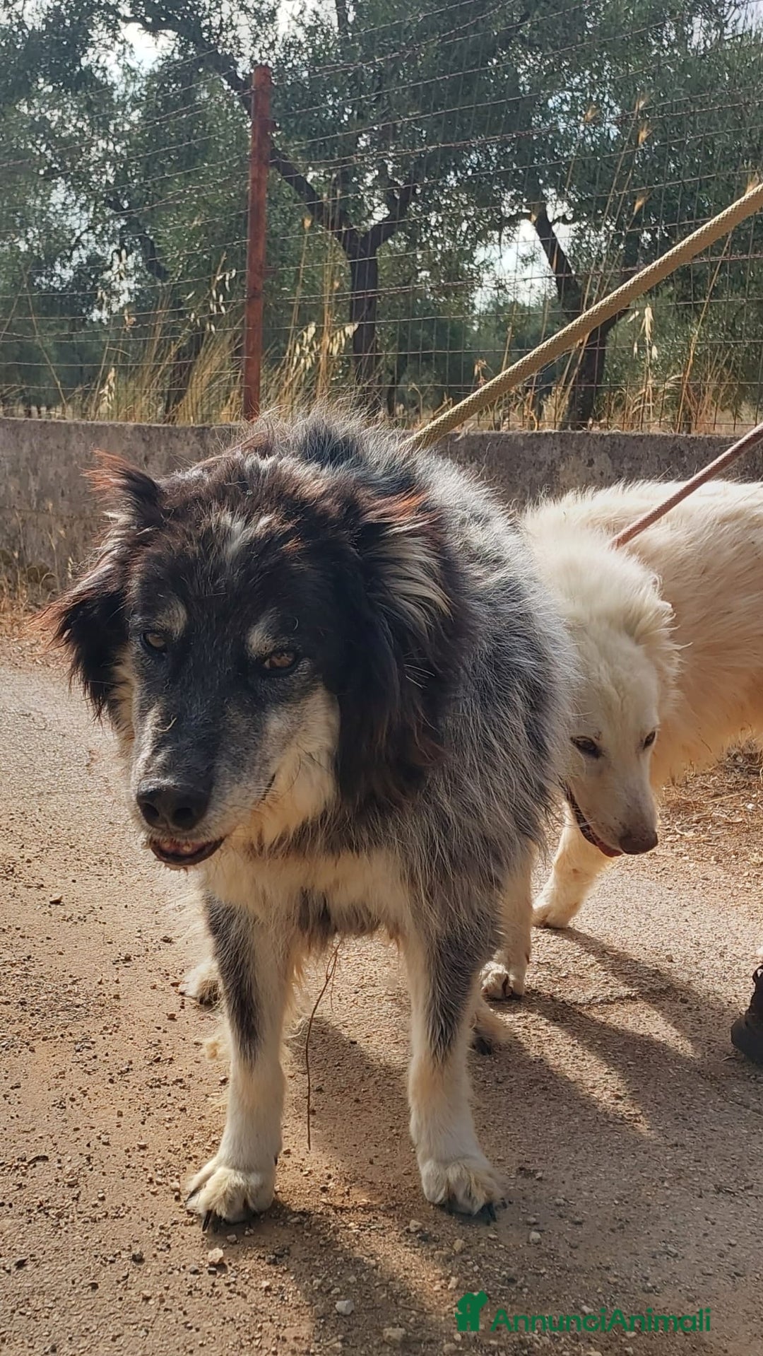 Meticcio cani in regalo: Nonno Nando Cerca Famiglia. Info Monica 3890238584 - Annuncio 9