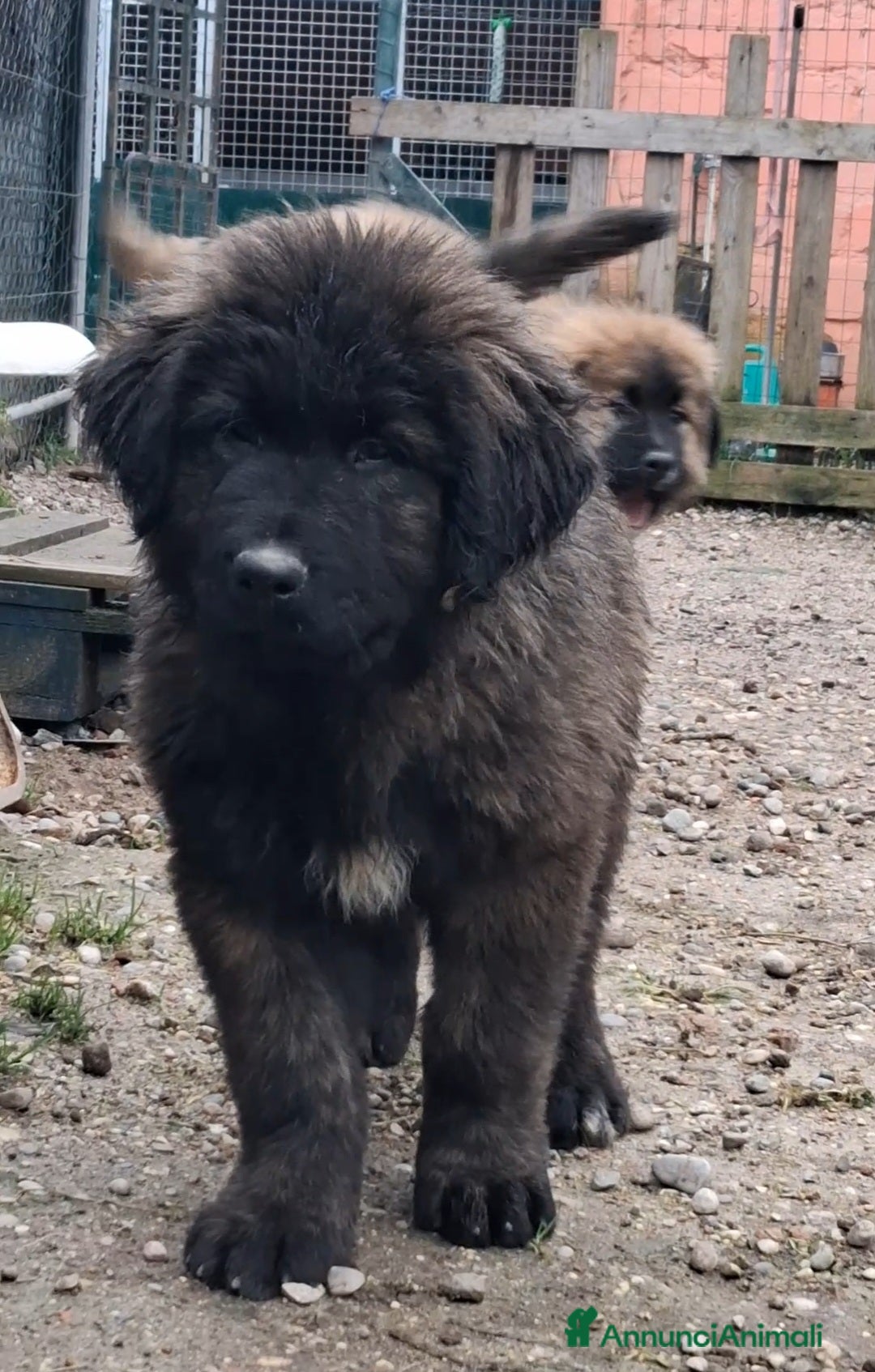 Pastore del Caucaso cani Pastore del caucaso .cuccioli - Annuncio 2