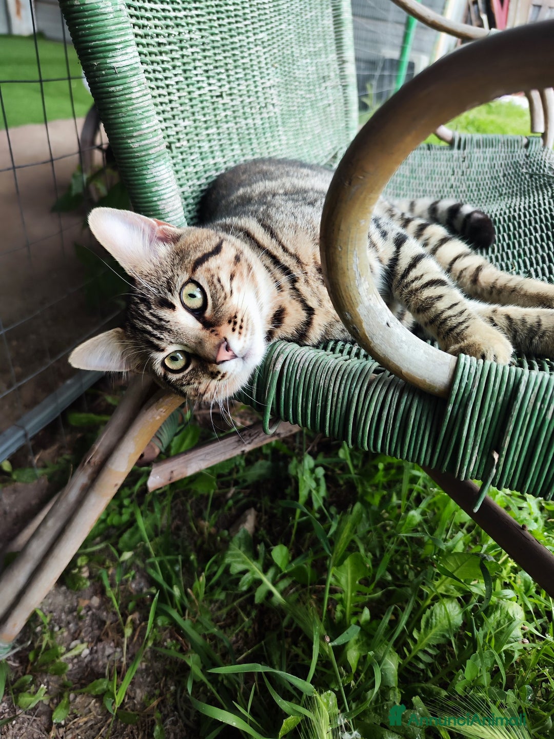 Europeo gatti in regalo: Adozione del cuore per Tigro! - Annuncio 4