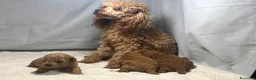 Barboncino Toy cani in vendita: Cuccioli barboncino toy rosso - Annuncio 11