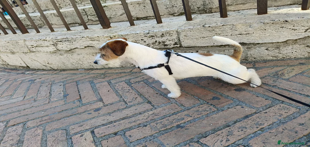 Immagine della galleria {{count}}