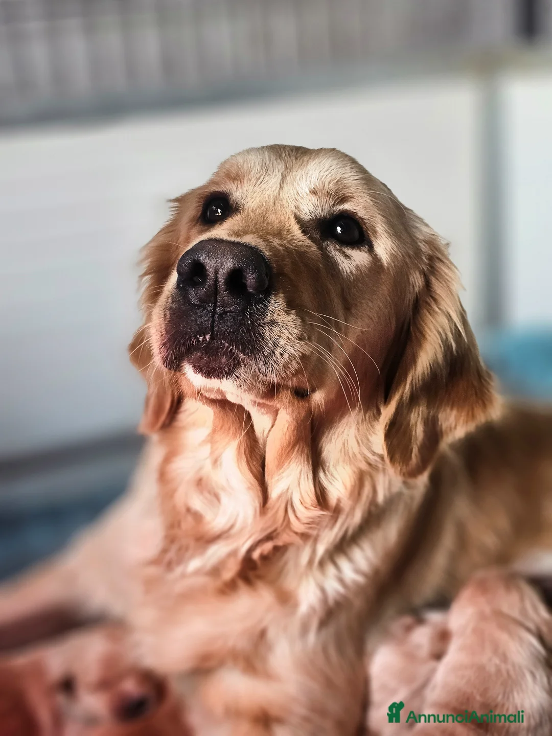 Golden Retriever cani in vendita: CUCCIOLI GOLDEN RETRIEVER  - Annuncio 2