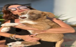 Meticcio cani in regalo: Stefano, Nicola & Giacomo, 3 mesi a Provincia di Bergamo - Immagine 9