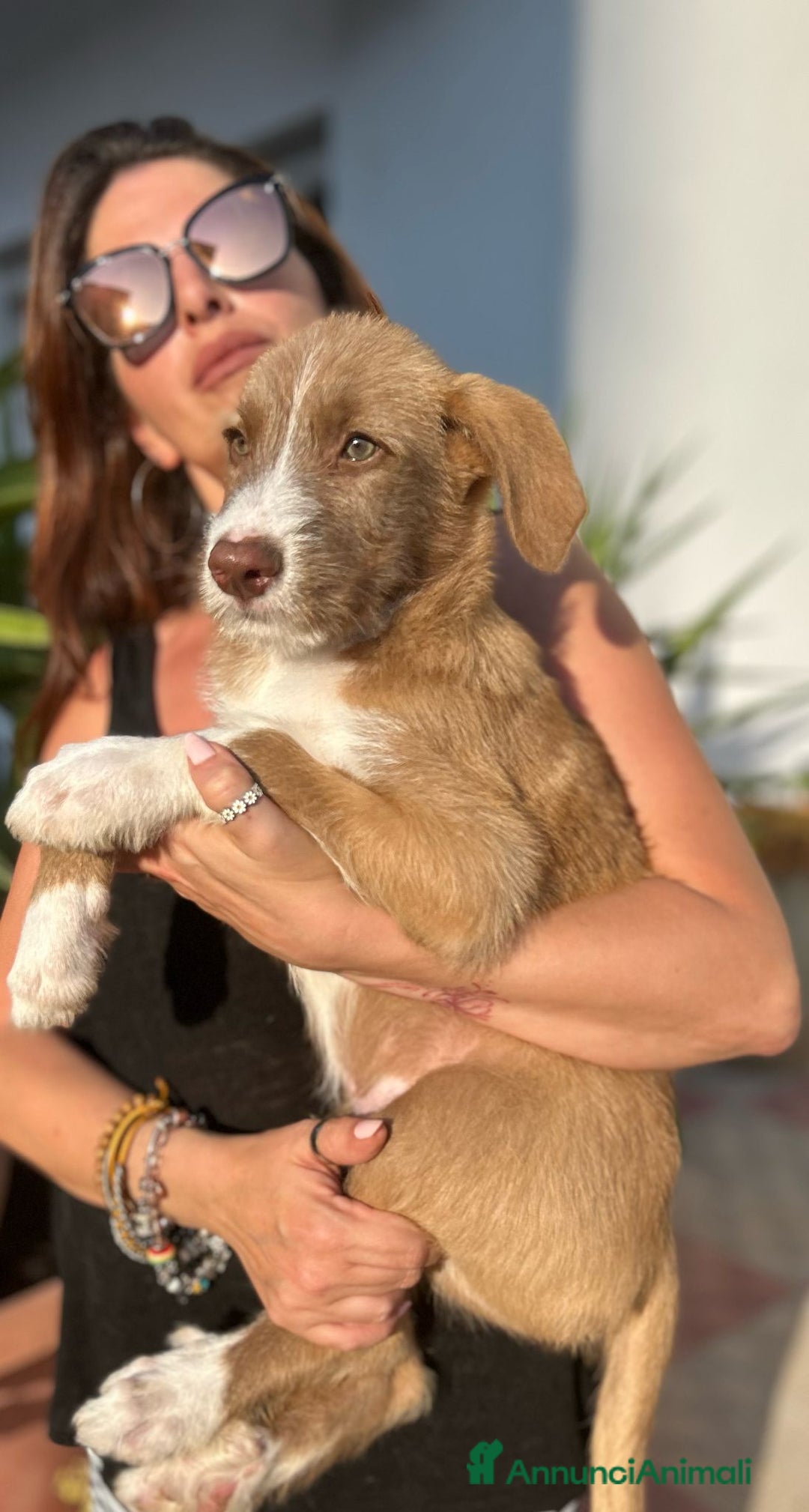 Meticcio cani in regalo: Stefano, Nicola & Giacomo, 3 mesi a Provincia di Bergamo - Immagine 9