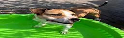 Meticcio cani in regalo: GOLD BELLISSIMO AMSTAFF - Annuncio 6
