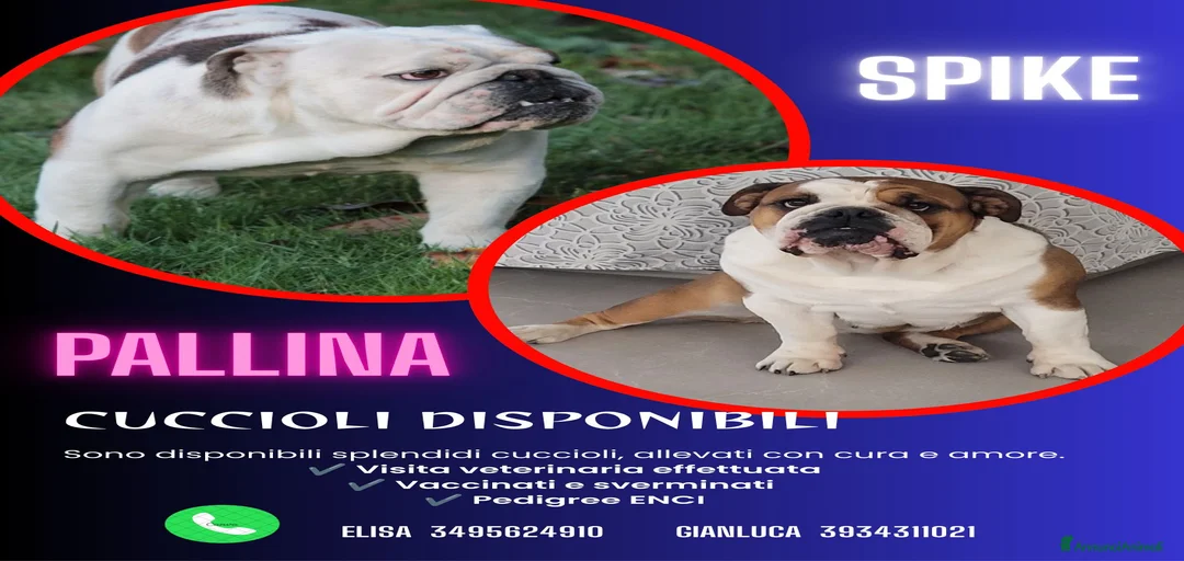 Immagine della galleria {{count}}