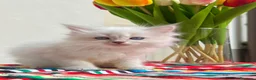 Ragdoll gatti in vendita: cuccioli di ragdoll genitori con pedigree - Annuncio 11