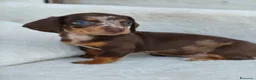 Bassotto cani in vendita: Bassotti cuccioli  - Annuncio 4