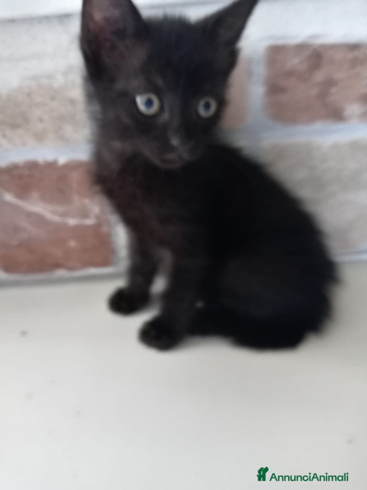 Europeo gatti gatto cucciolo nero 1 mese cerca casa ❤️ - Annuncio 10