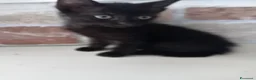 Europeo gatti in regalo: gatto cucciolo nero 1 mese cerca casa ❤️ - Annuncio 1