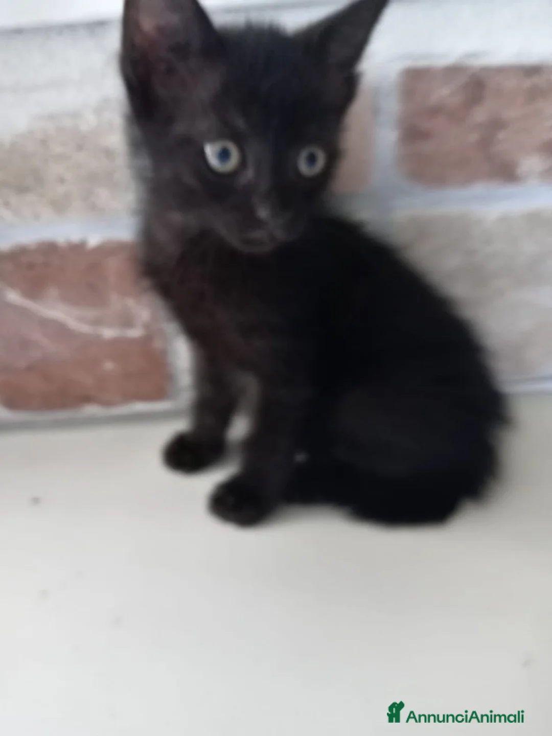 Europeo gatti in regalo: gatto cucciolo nero 1 mese cerca casa ❤️ - Annuncio 1