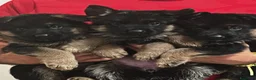 Pastore Tedesco cani in vendita: Allevamento di Terra Scura a Provincia di Salerno - Annuncio 16