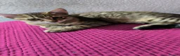 Altre razze gatti in regalo: Gatti cresciuti in casa a Città metropolitana di Messina - Annuncio 6