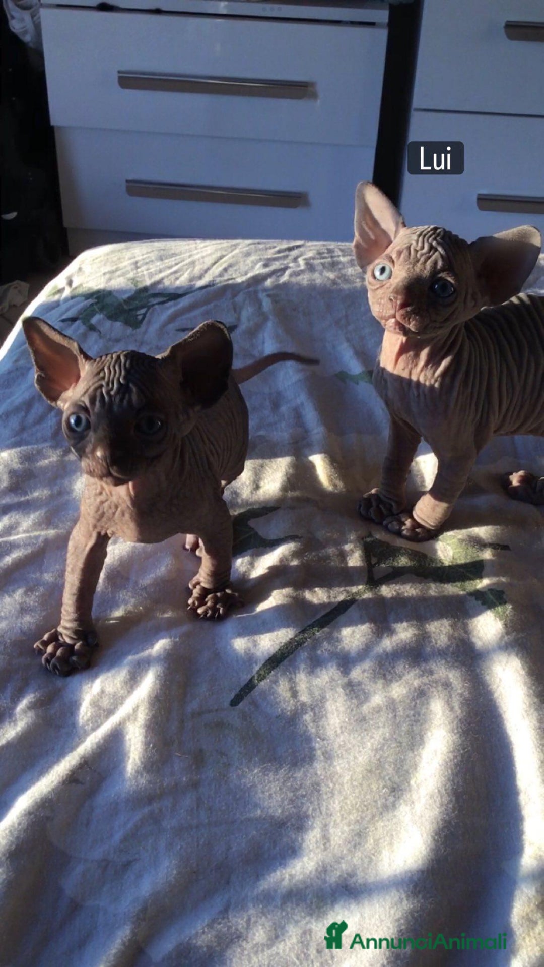 Sphynx gatti in vendita: Cuccioli di Sphynx con pedigree  - Annuncio 3