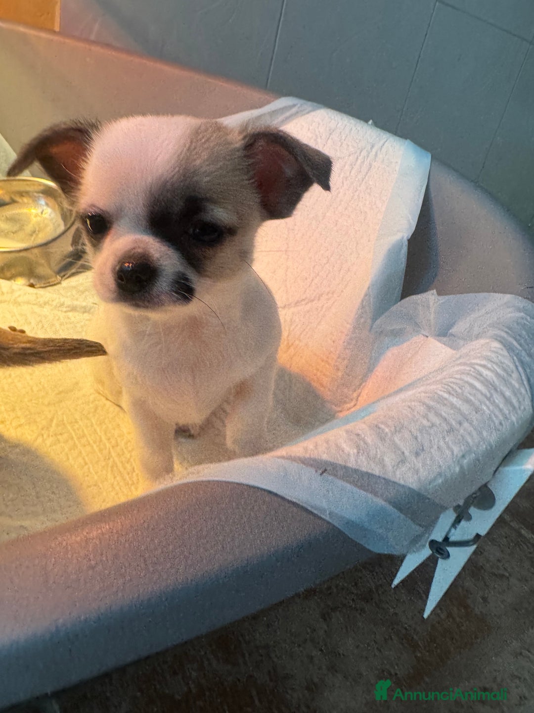 Chihuahua cani in vendita: Cucciole di chihuahua - Annuncio 14