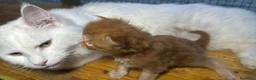 Maine Coon gatti in vendita: Maschio manto rosso maine coon AustinXHvitt Lys  - Annuncio 4