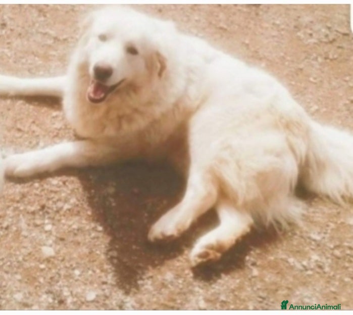 Pastore Maremmano cani Maremmano giovane vive in piccolo spazio.CALABRIA a Città metropolitana di Milano - Annuncio 2